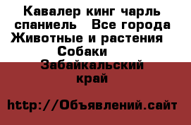 Кавалер кинг чарль спаниель - Все города Животные и растения » Собаки   . Забайкальский край